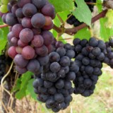 1109F 010 Trier-Paderborn